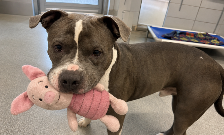 Nel recinto più lontano sedeva un pitbull adulto con un giocattolo in bocca. E quando ci siamo avvicinati, ha fatto qualcosa che il personale del rifugio non aveva mai visto…