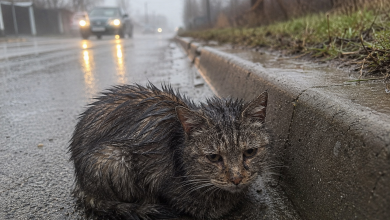Aspettò tre giorni accanto alla strada, perché credeva ancora che i suoi umani sarebbero tornati